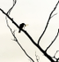 Eastern Kingbird with Dragonfly