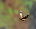 Common Myna in flight, Kilauea Point, Kauai
