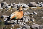 Ruddy Shelduck