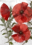 Common Poppy