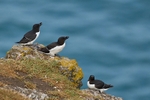 Razorbill