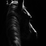Stallion