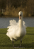 Animal 2
