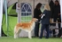 CH WIEKA Tsar Borzois (Sylvan Seabury Virago x Uliia Tsar Borzois)
