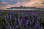 Lupine Dreams