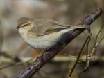 Siberian Chiffchaff