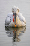 Dalmatian Pelican