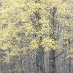 April, 2017 #8 - Norfolk County