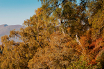 Autum Colour