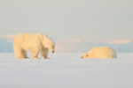 Polar Bears, low angle, Svalbard, Norway