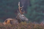 Red Deer
