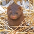 American Mink Mustela vison