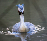 Grebe 3967322