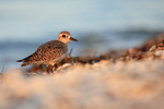 Black-bellied Plover portfolio