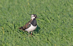Lapwing - Vanellus vanellus