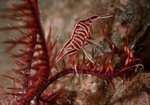 Hippolyte prideauxiana