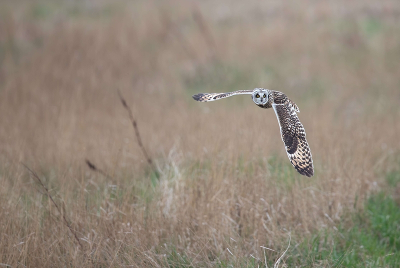 Short Eared Owl