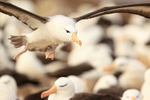 Black-browed Albatross low flight over colony, Steeple Jason