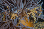 Inachus phalangium