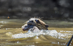 Giant Otter