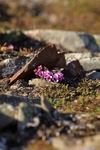 Purple Saxifrage 7273