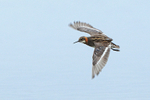 Red-necked Phalarope portfolio
