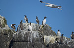 Common Guillemots
