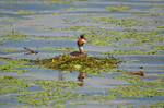 Great Crested Grebe