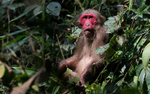 Male stump-tailed Macaque