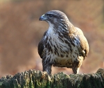 Common Buzzard