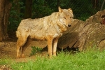 Grey Wolf - Kera posing (Colchester Zoo)