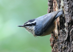 Red-breasted Nuthatch