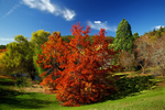 Autumn Trees-3922