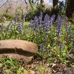 rim of Etruscan pot with Geneva bugle (Ajuga genevensis)