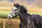 horse-8630