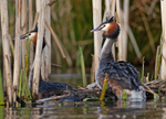 Great Crested Grebe - Podiceps cristatu