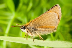 Small Skipper
