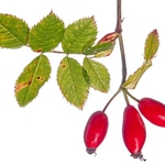Rosehips the fruits of the dog rose (Rosa canina)