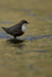 DIPPERS