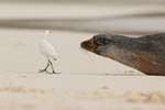 Galapagos Sea Lion frightens Cattle Egret away, Espanola, Galapagos