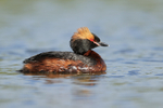 Slavonian or Horned Grebe, Iceland