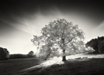 Magical Light