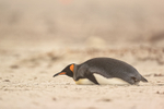 King Penguin resting on belly, Saunders Island, Falklands