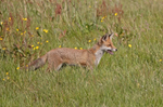 Red Fox - Vulpes vulpes