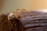 Spider on Bird Table