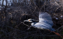 Yellow Crowned Night Heron _0015