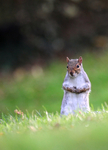 Grey Squirrel, Bristol _ AGTO85