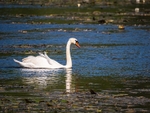 Mute Swan