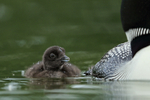 Common Loon chick alongside parent, Minnesota
