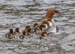 Goosander 3